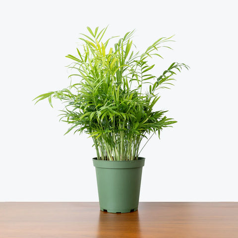Parlour Palm