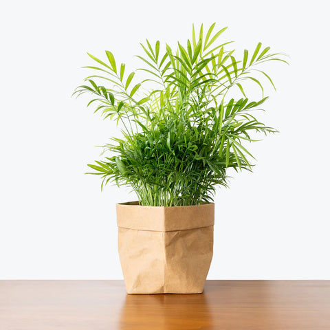 Parlour Palm