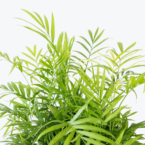 Parlour Palm