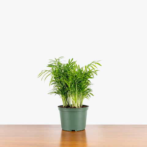Parlour Palm