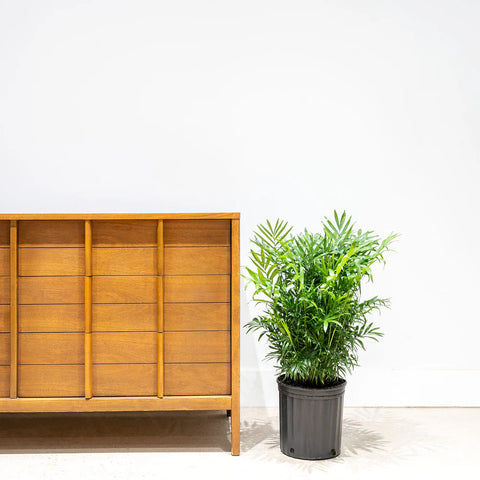 Parlour Palm