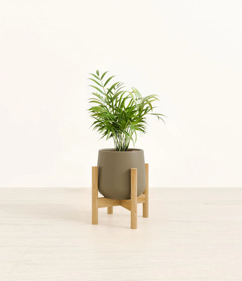 Parlour Palm