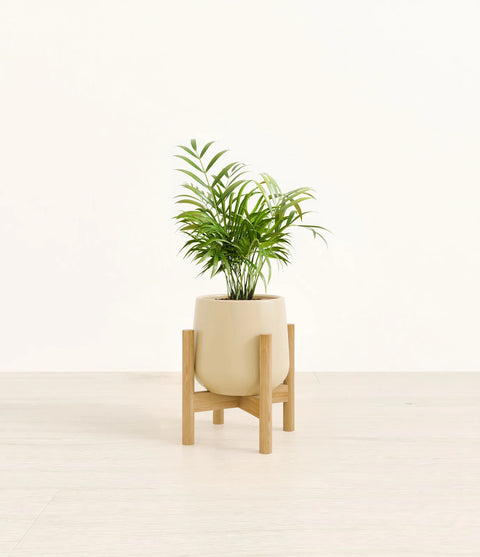 Parlour Palm