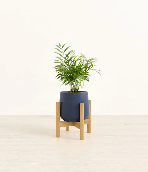 Parlour Palm
