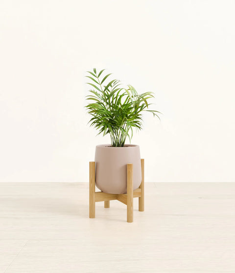Parlour Palm