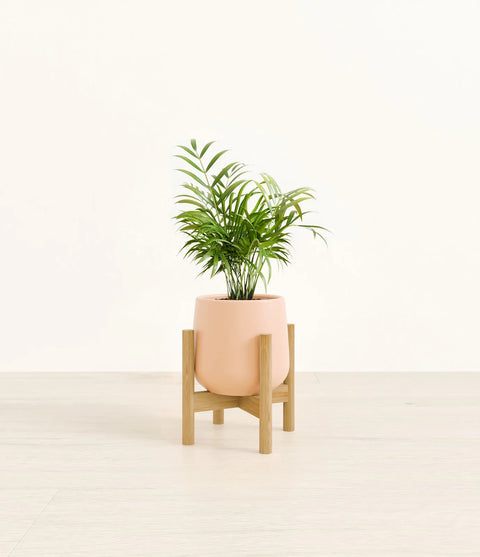 Parlour Palm