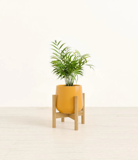 Parlour Palm