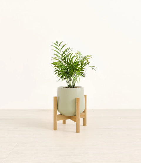 Parlour Palm