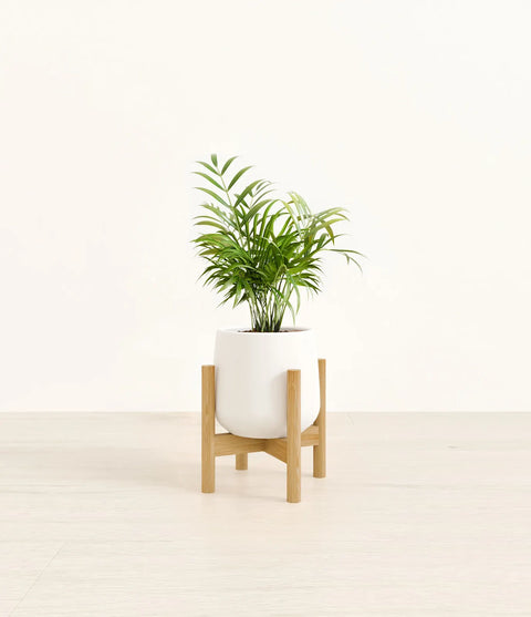 Parlour Palm