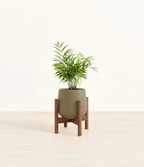 Parlour Palm