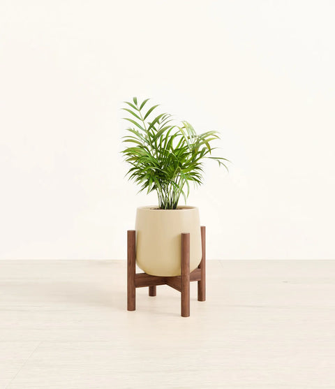 Parlour Palm