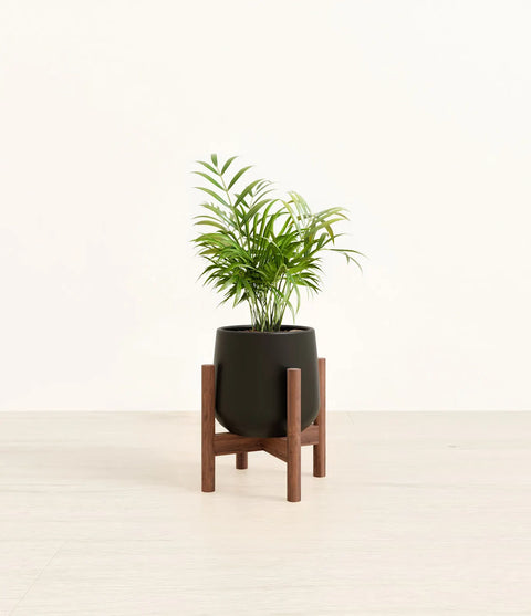 Parlour Palm
