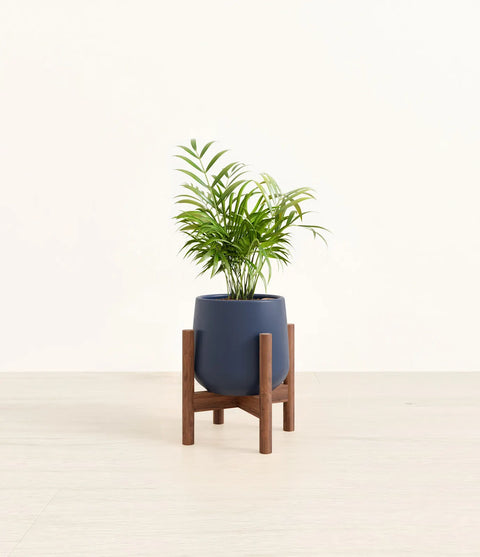Parlour Palm