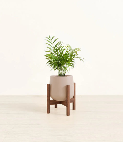 Parlour Palm
