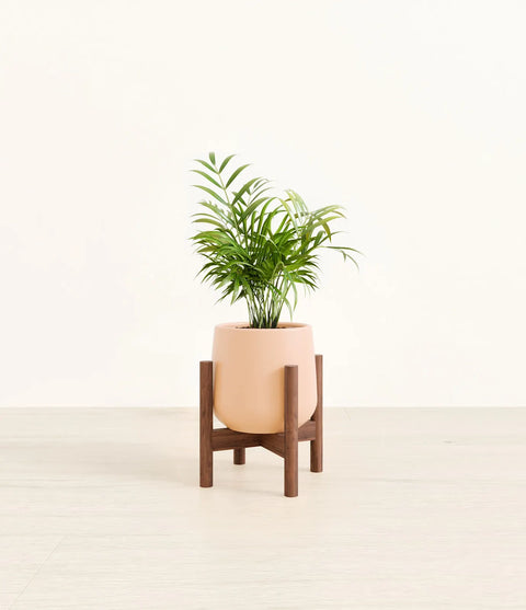 Parlour Palm