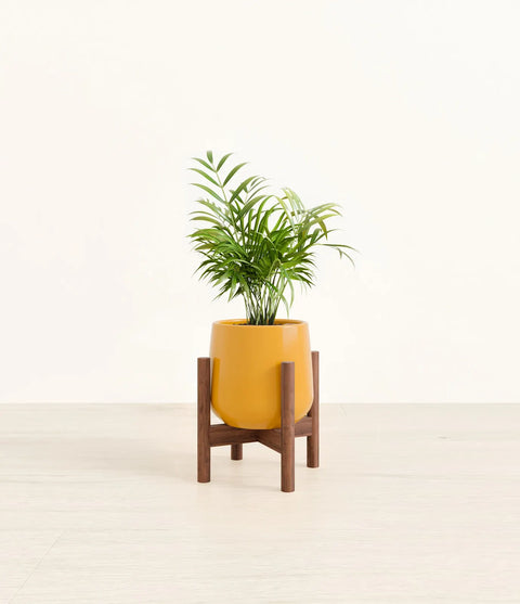 Parlour Palm