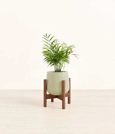 Parlour Palm