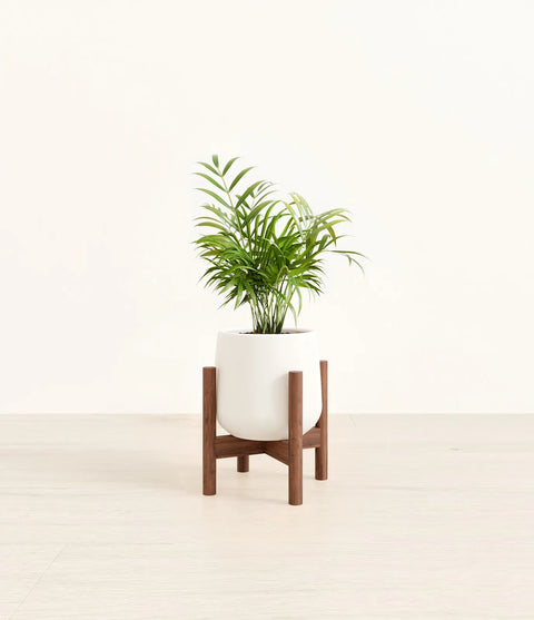 Parlour Palm