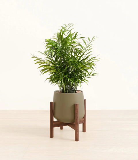Parlour Palm