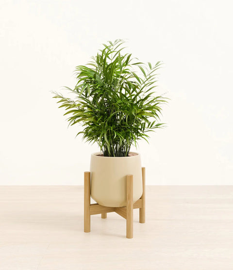 Parlour Palm