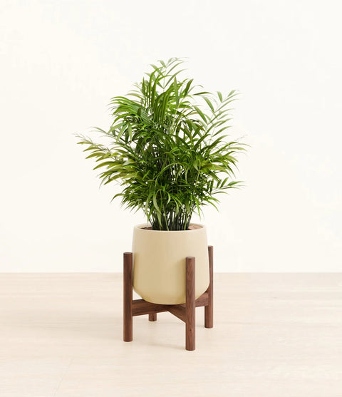 Parlour Palm