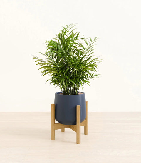 Parlour Palm