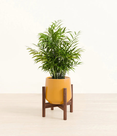 Parlour Palm