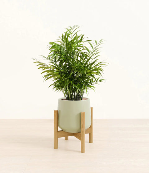 Parlour Palm