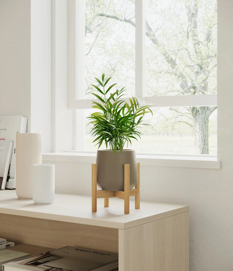 Parlour Palm