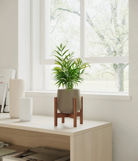 Parlour Palm