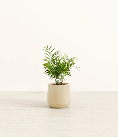 Parlour Palm