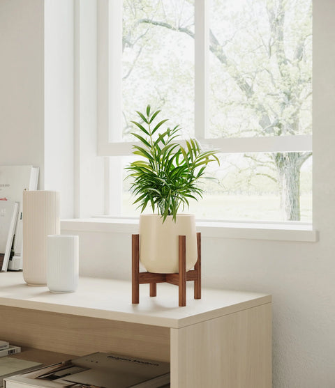Parlour Palm