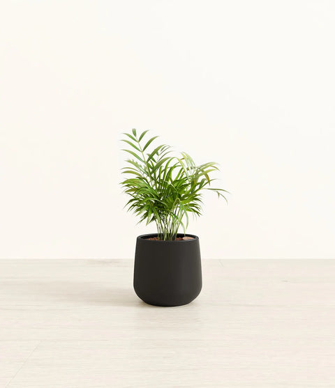 Parlour Palm