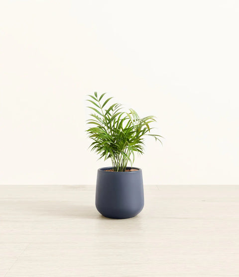 Parlour Palm