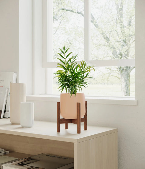 Parlour Palm