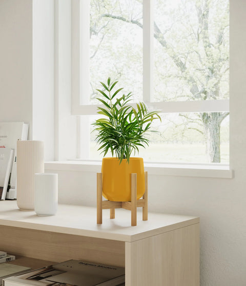 Parlour Palm
