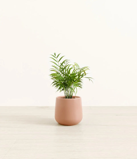Parlour Palm
