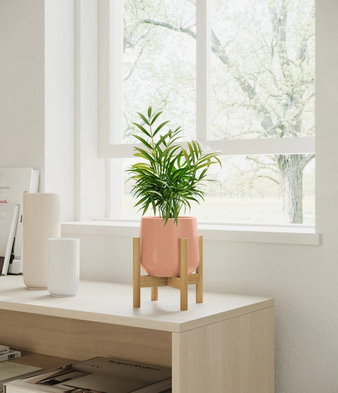Parlour Palm