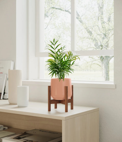 Parlour Palm