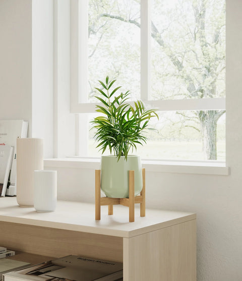 Parlour Palm