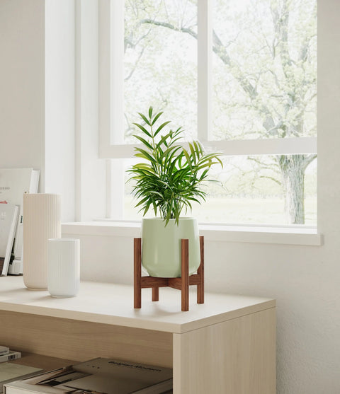 Parlour Palm