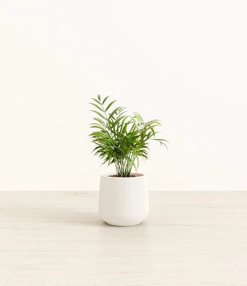 Parlour Palm