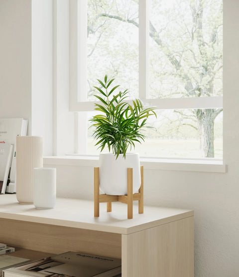 Parlour Palm