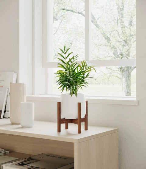 Parlour Palm