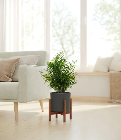 Parlour Palm