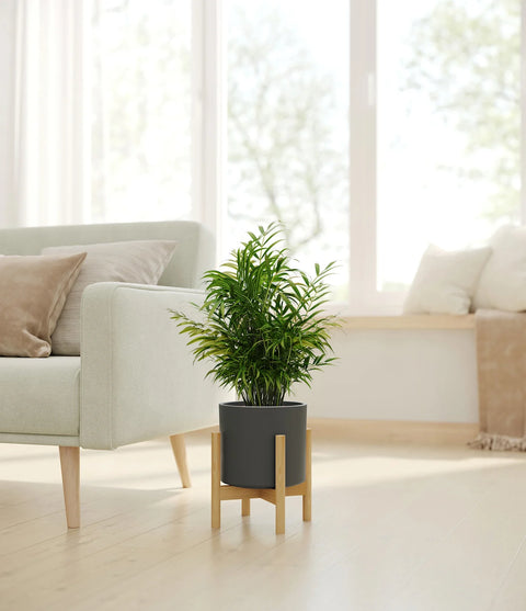 Parlour Palm