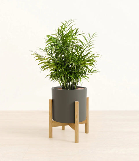 Parlour Palm