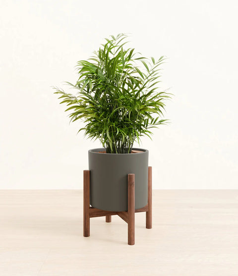 Parlour Palm
