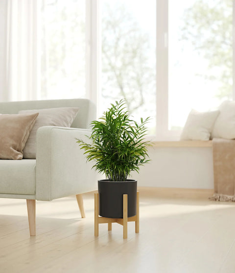 Parlour Palm