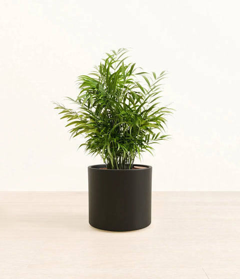 Parlour Palm